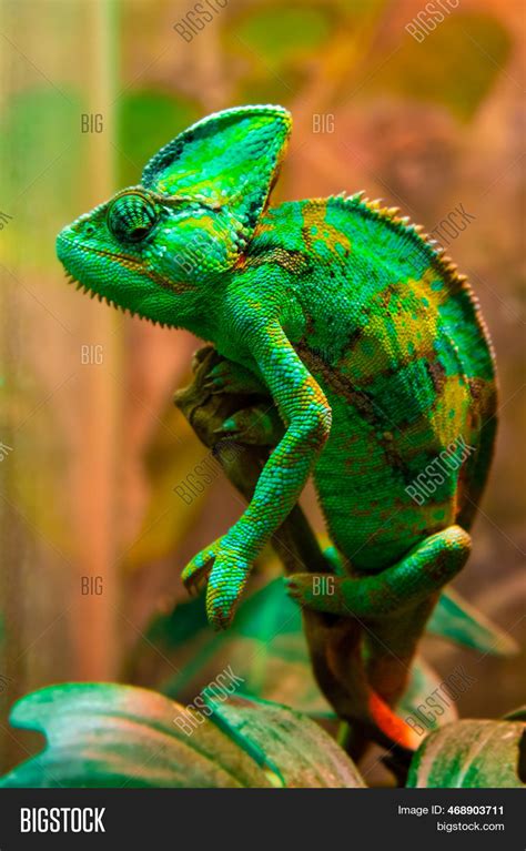 Green Chameleon Image And Photo Free Trial Bigstock