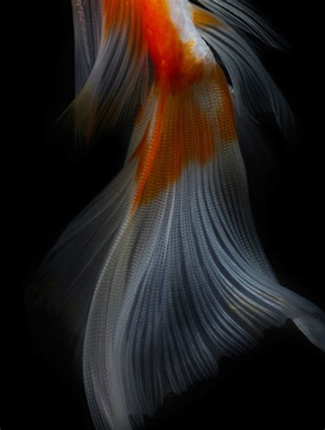 Fishtail Koi Beautiful Fish Fish