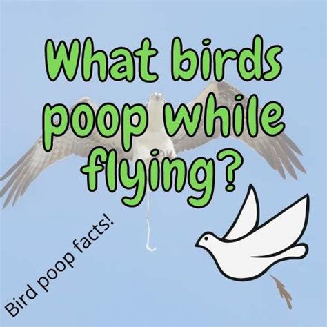 What Color Car Do Birds Poop On Most Facts Store Reverasite