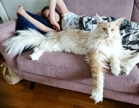 Largest Maine Coon Cats In