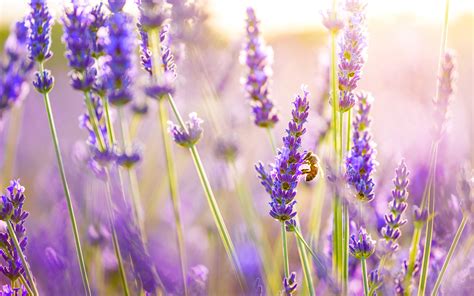 Hd Lavender Flower Backgrounds Pixelstalknet