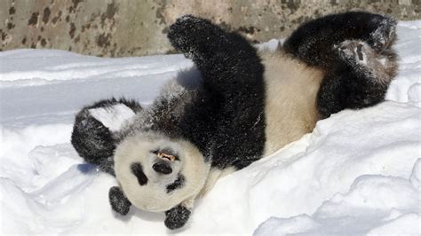 Adorable Pandas Caught Playing In Snow At National Zoo Woman And Home