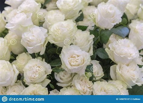 Isolated Close Up Of A Huge Bouquet Of White Roses White Roses Flower