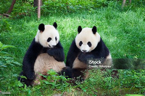 Two Great Pandas Playing Together Chengdu Sichuan Province China Stock