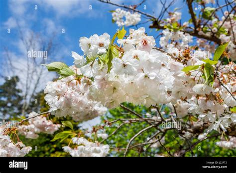Ornamental White Flowering Cherry Tree Blossom Malus In Flower In