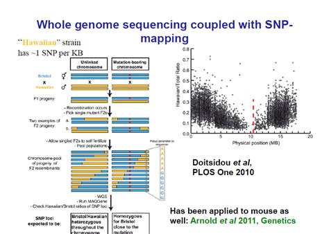 Whole Genome Sequencing With Snps Mapping