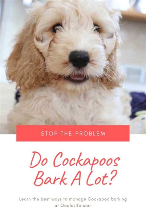 Do Cockapoos Bark A Lot Spoodle Barking Guide Oodle Life