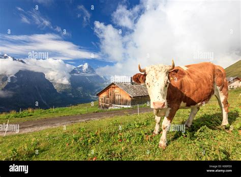 cow in the pastures of first grindelwald bernese oberland canton of berne switzerland europe