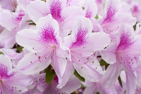 The flowers tend to be pink and white, although some are pure white, and they are classified as a perennial. A Truly Complete List of Flower Names and Their Meanings ...