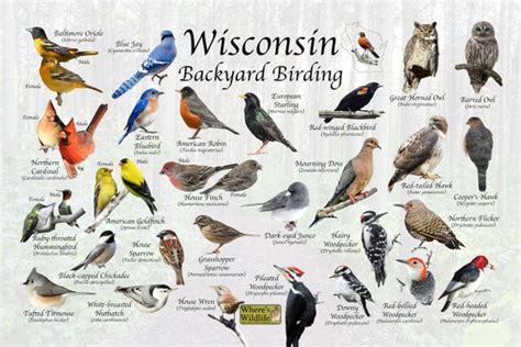 Birds Of Wisconsin Backyard Birding Identification Picture Etsy