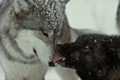 Wolf Wolves Bond Living With Wolves