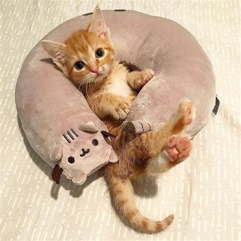 cute cats of instagram on instagram “adorable 😻😸 kittens of world and follow us to be