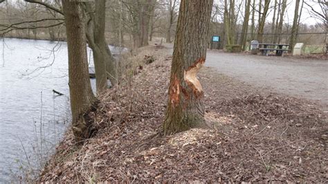 Bever Knaagt Nu Ook Aan Andere Kant Van Boom In Halve Maan In Diest