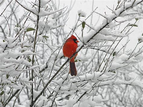 Cardinal In Snow Snow Covered Trees Winter Bird Alice In Wonderland