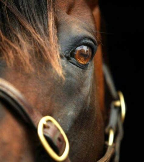 Beautiful Eye Horses Horse Photography Pretty Horses