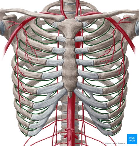 Occurs by generation of negative pressure within the thorax due to simultaneous expansion of the anatomy of the lung see figure 187 for lung anatomy. Intercostal arteries and blood supply of thoracic wall ...