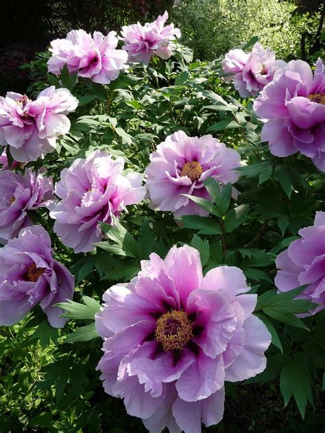 Top 5 Easy Care Perennials For Your Garden Peonies