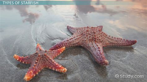 Starfish Types Characteristics And Anatomy Video And Lesson Transcript