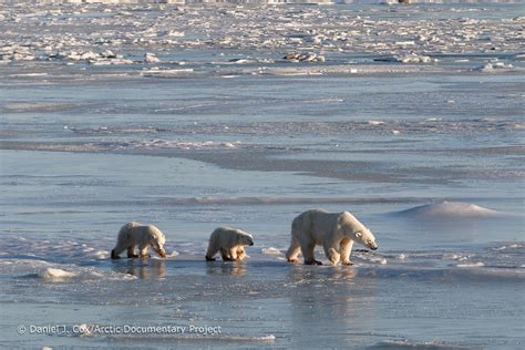 Most Polar Bear Populations Likely To Collapse By End Of Century If