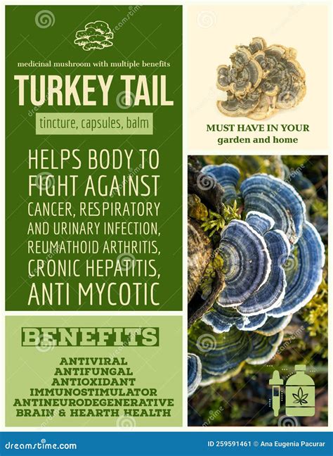 Medicinal Herbs Benefits Herbalist Advise Turkey Tail Stock Illustration Illustration Of