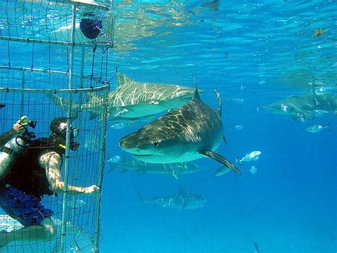 Photos Cage Diving With Sharks In The Bahamas