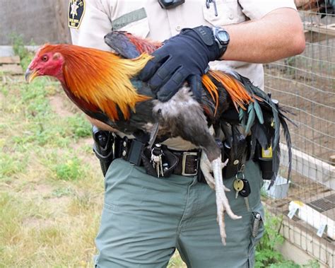 Authorities Seize 18 Roosters From Suspected Cockfighting Operation Paso Robles Daily News