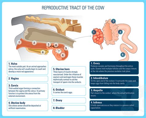 Reproduction Anatomy