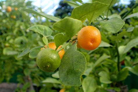 Calamansi Citrus × Microcarpa Calamansi Fruit Plants Fruit Garden