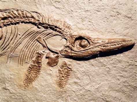 New Exhibition At York Museum Is Set To Be Fossil Tastic Yorkmix