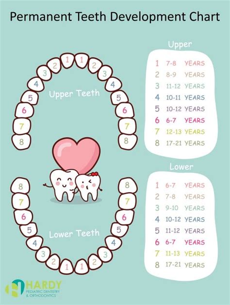Infant Tooth Eruption Chart