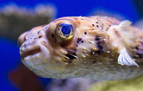 Pufferfish Vs Blowfish Whats The Difference Reef Tank Advisor