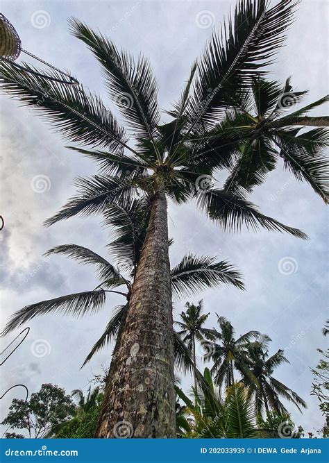Coconut Tree Stock Image Image Of Branches Tree Plant 202033939