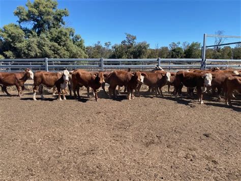 100 hereford x brahman heifers listing cattlesales