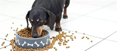 Best Dog Food For Dachshunds 2023 And Buyers Guide