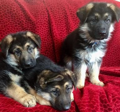 The best german shepherd puppies come from breeders, animal shelters, or rescuers. View Ad: German Shepherd Dog Puppy for Sale near Arizona, GLENDALE, USA. ADN-29144