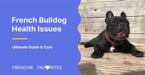 The Ultimate Guide To French Bulldog Health Issues And Care Frenchie