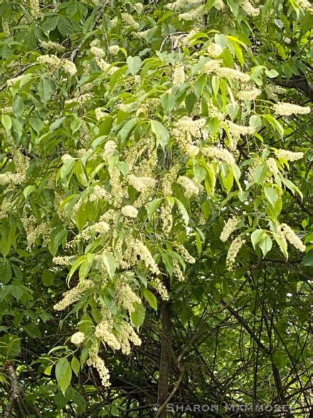Weekly Puzzler 248 Native Tree With Fragrant White Flowers On