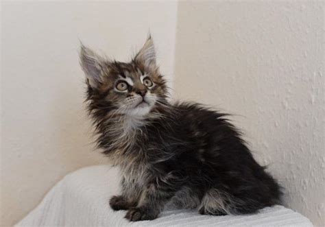 If you see an available kitten photo posted for sale that you desire. Priceless Maine Coon Kittens For Sale! for Sale in Clover ...