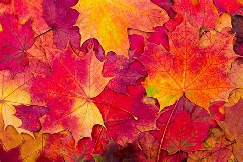 Autumnal Equinox Fun Facts About The First Day Of Fall Stemjobs
