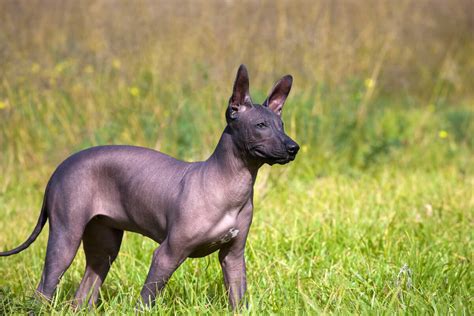 Xoloitzcuintle Dog Breed » Everything About Xoloitzcuintle