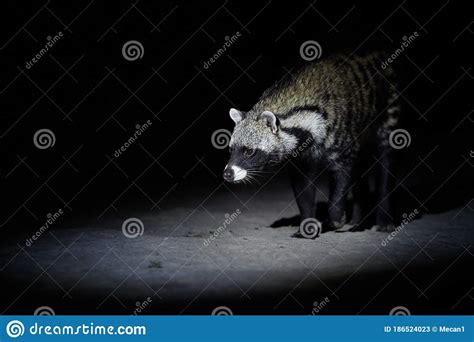 African Civet Civettictis Civetta In The Dark Forest Moremi