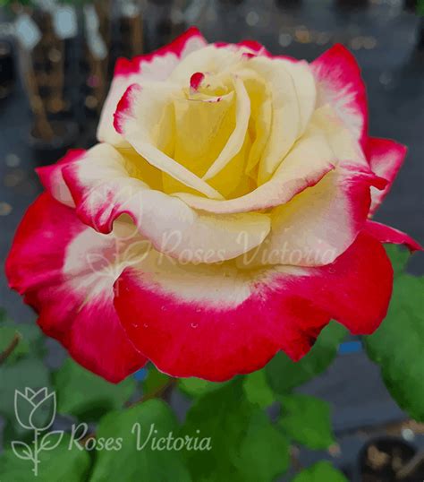 Double Delight Ft Cm Standard Rose Potted Roses Victoria