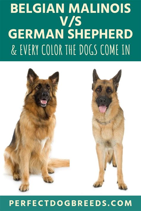 I apologize up front for having a large copyright (paw print) acr. Belgian Malinois Vs German Shepherd Color | Belgian ...