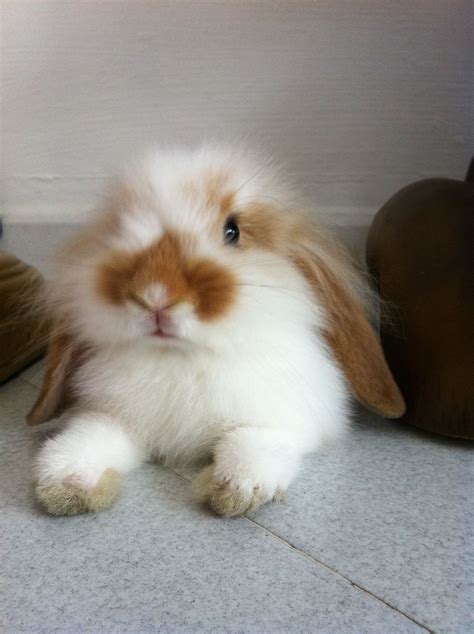 Pin By Anna Appleton On Cute Fluffy Animals Pet Bunny Rabbits Cute