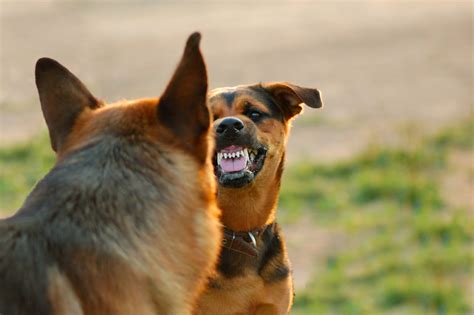 Offensive Dog Aggression Dog Training Nation