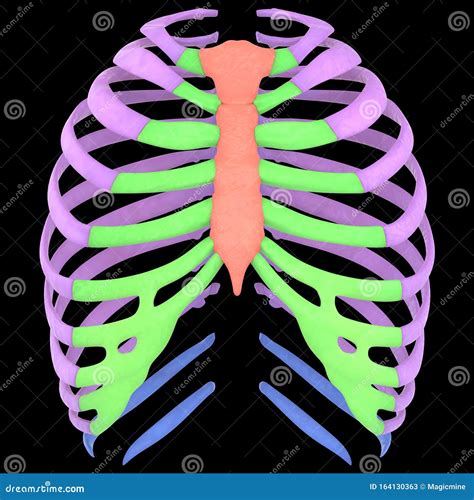 Human Skeleton System Rib Cage Anterior View Stock Illustration