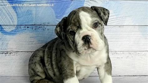 Here is my beautiful english bulldog ,she's fully vaccinated microchipped deflead and wormed.she's registered with the dwkc club with certified of 3 generation pedigree.she's a beautiful example of the breed.she's fully housetrained,obedient and loves to play.excellent with other dogs and children. Rare blue merle bulldog puppy stolen from Naperville pet ...