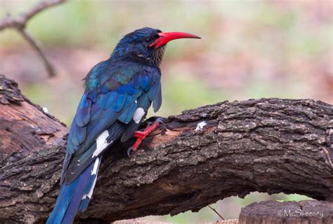 Green Woodhoopoe Guide To Birding At Riverbend Lodge · Biodiversity4all