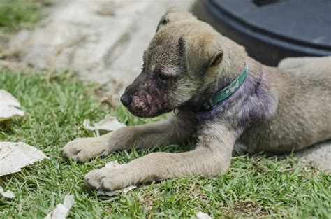 Sarna Em Cachorro Tudo O Que Você Precisa Saber Petlove