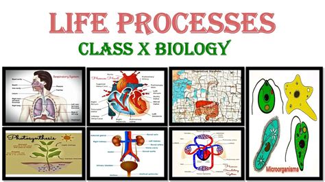 Life Process Chapter Class Ncert Cbse By The